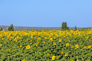 field of sunflowers for the manufacture of sunflower oil in Salamanca, Spain