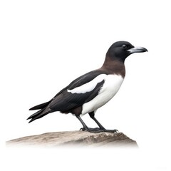 Razorbill bird isolated on white background.