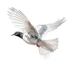 Naklejka premium White-winged tern bird isolated on white background.