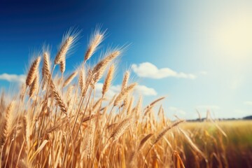 background nature of wheat at sunset in the field Generative Ai