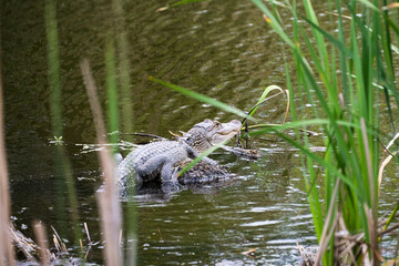 DDB_BabyGatorSunning