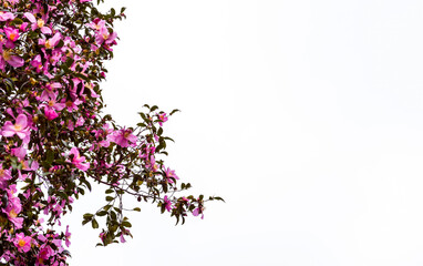 Pink flowers on a branch of a blooming tree on a light background, soft focus, copy space. Floral background