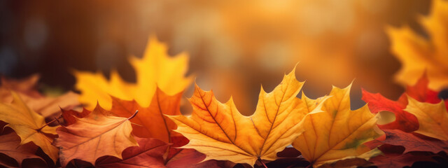 Naklejka na ściany i meble Autumn background with leaves on a sunny day