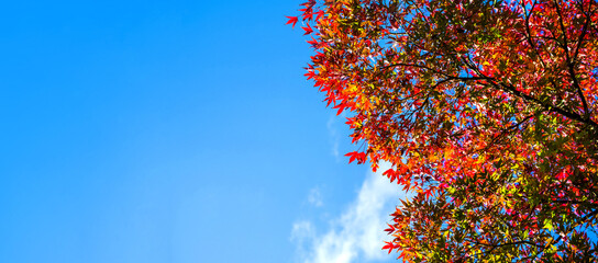 Autumn tree branches with bright leaves against the blue sky close-up. Autumn background, banner