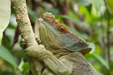 Beautiful colourful chameleon endangered species from Madagascar