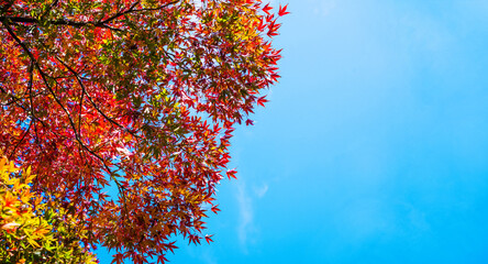 Autumn tree branches with bright leaves against the blue sky close-up. Autumn background