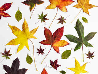 Collection of autumn bright colorful leaves on a white background. Autumn texture background