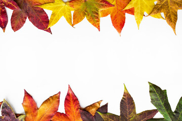 Collection of autumn bright colorful leaves on a white background. Autumn texture background, frame
