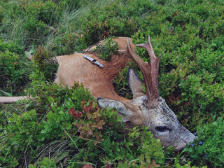 celebration the trophy of a old roe buck with a gray face after the hunt on the mountains at the rutting season