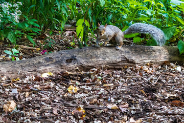 Naklejka na ściany i meble squirrel in the forest on the ground with berries