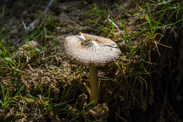 one lonely mushroom in a pine forest in Switzerland