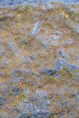 stone wall with moss. Young moss has grown on a stone