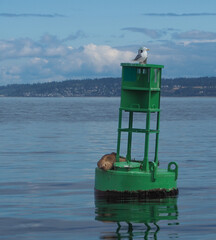 Seagull and seal rest upon a bright green navigation marker in Puget Sound near Seattle.