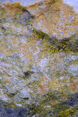 lichen on rock. Young moss has grown on a stone