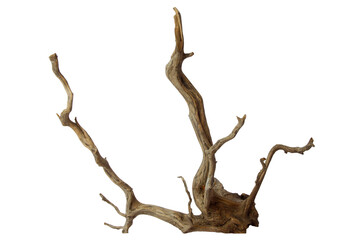Decorative driftwood for aquascape isolated on transparent background. PNG transparency