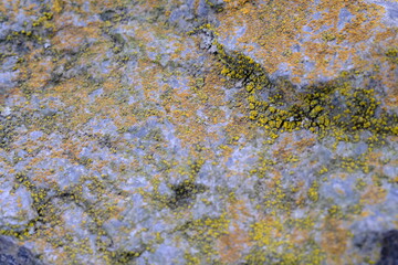 green moss on the rock. Young moss has grown on a stone