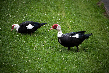 DDB_Thibodaux_MuscovyDucksTwinsies