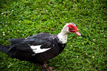 DDB_Thibodaux_MuscovyDuckSideEye