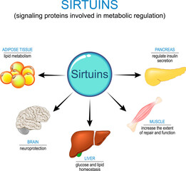 Sirtuins and anti-aging therapy