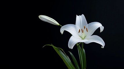 Obraz premium A minimalist composition featuring a single white lily against a clean black background with space for text, allowing for the addition of text. AI generated.