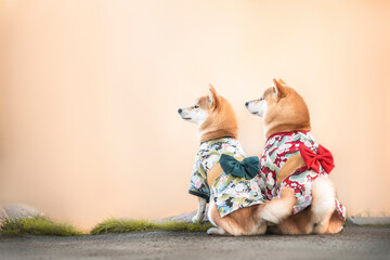 Photo of pair of beautiful red white japanese shiba inu dogs in kimono with bows sitting back both...