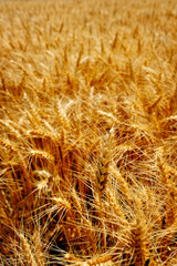 Wheat Field is White Ready to Harvest Biblical Lesson Bible Teaching