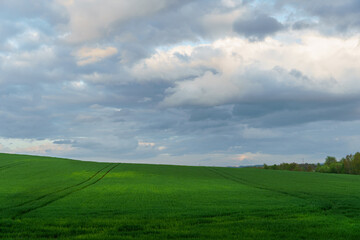 Beautiful fairy-tale clouds over a young farmer's field and forest. Neat rows of cereals and traces of agricultural machinery. Cultivation of agricultural products in rural areas