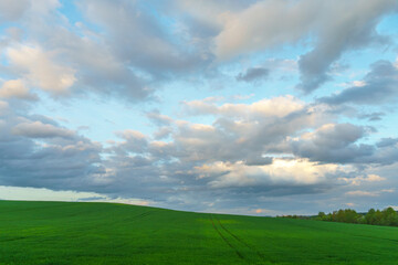 Beautiful fairy-tale clouds over a young farmer's field and forest. Neat rows of cereals and traces of agricultural machinery. Cultivation of agricultural products in rural areas