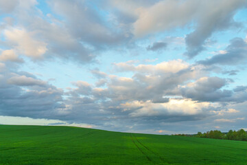 Beautiful fairy-tale clouds over a young farmer's field and forest. Neat rows of cereals and traces...