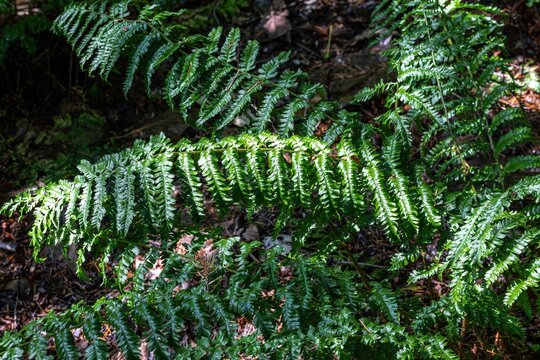 Golden Shield Fern (Dryopteris affinis) &lsquo;Revolvens&rsquo;
