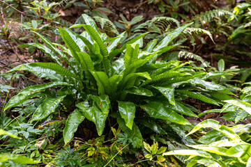 Hart’s Tongue Fern (Asplenium scolopendrium)