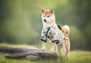 Cute red white japanese shiba inu dog in green kimono standing on a stone parapet in morning sunny summer park on the background of light green trees and grass