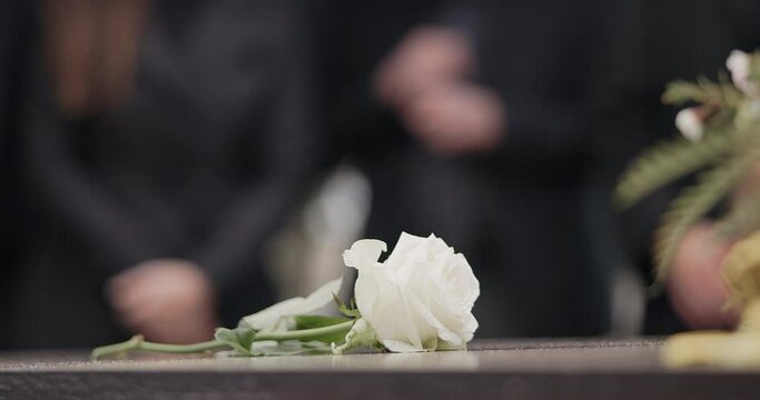 Funeral, rose and flower on coffin in cemetery for outdoor burial ceremony for mourning person in death, grief or remembrance. Graveyard, roses or flowers for respect on casket, grave or tombstone