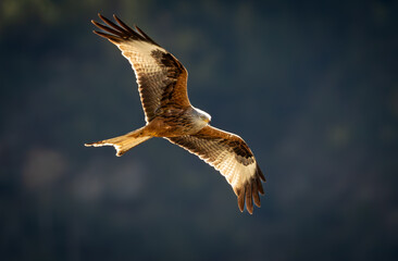 buzzard in flight
