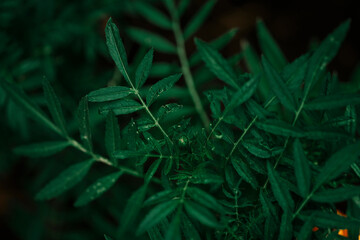 Deep dark green plant leaf background.