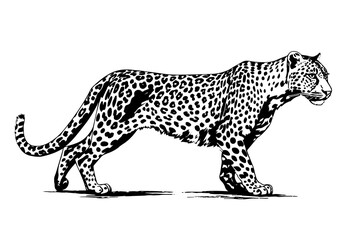 Black and white hand drawn ink sketch of leopard walks. Vector illustration. - obrazy, fototapety, plakaty
