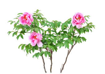 ボタン　4月撮影