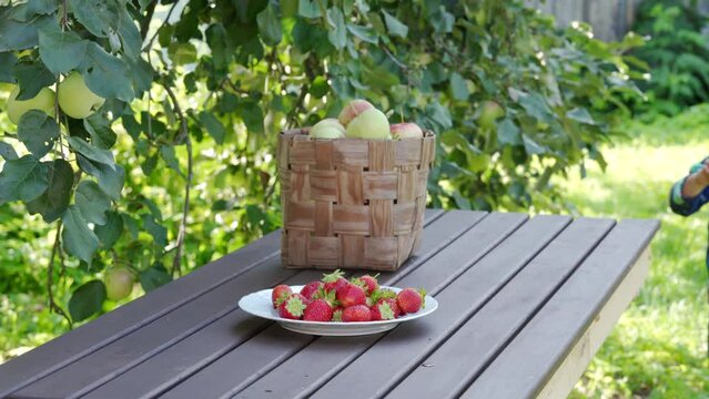 wicker basket with apples and plate with ripe strawberries on wooden table, toddler child picking apples from apple tree in garden