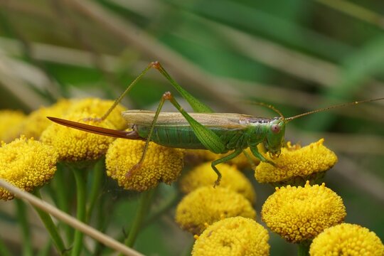 Closeup on the long winged cone-head grasshopper, Conocephalus fuscus sitting on top of a Tansy flower
