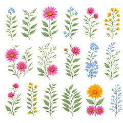 Wild flowers collection. herbs, herbaceous flowering plants, blooming flowers, subshrubs isolated on white background. Hand drawn detailed botanical illustration. Big set botanic blossom floral.