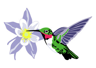Broad-Tailed Hummingbird and Columbine