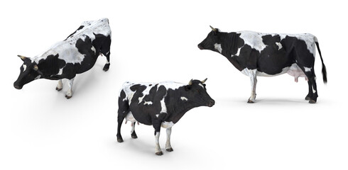 black and white cow on transparent background