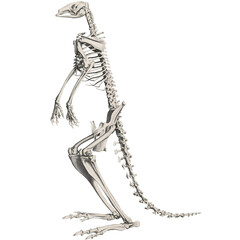 Kangaroo Animal Anatomy Skeleton Scientific Illustration Skull And Bones