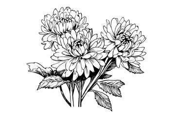 Hand drawn ink sketch of chrysanthemum. Vector illustration in engraving vintage style.