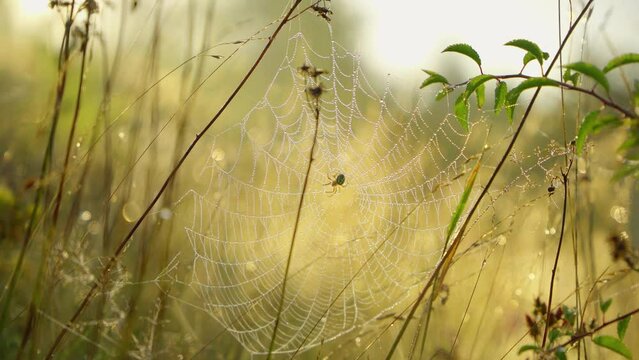 Spider web covered in morning dew illuminated by the sun. Macro shot European garden cross spider moving raindrops on web