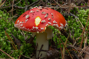 Close-up at fly agaric. Forest muhroom in green moss