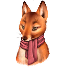 Cute fox in scarf, isolated on white background.