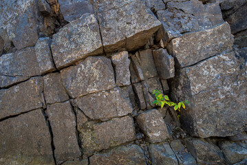 Saplings of sweet birch (Betula lenta) growing from cracks and crevices among the rocks in a...