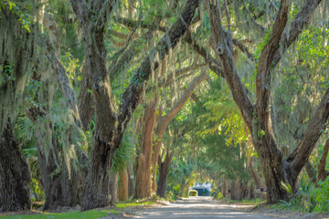 Ave. or the Oaks, old plantation in St. Helena Island, South Carolina.