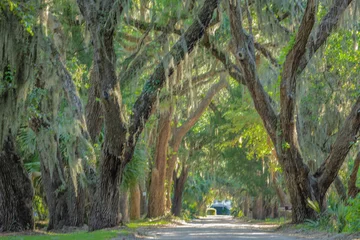 Foto auf Acrylglas Pistache Ave. or the Oaks, old plantation in St. Helena Island, South Carolina.